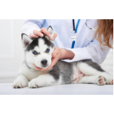 laboratório veterinário de analises clinicas contato HORTO