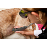 laserterapia em animais agendar DONA CLARA