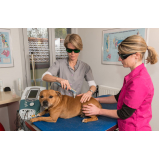 laserterapia em animais BRAUNAS
