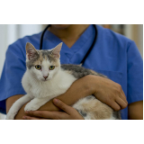 laserterapia para gatos marcar Betim