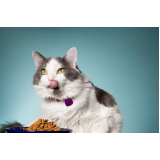 nutricionista gatos contato BANDEIRANTES