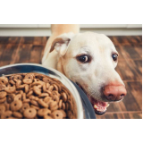 nutricionista para cachorros JARDIM MONTANHES