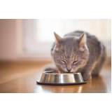 nutricionista para gatos agendar Ibirité