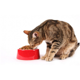nutricionista para gatos BARROCA