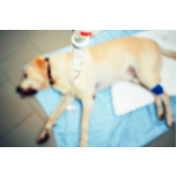 oncologia canina NOVA GAMELEIRA