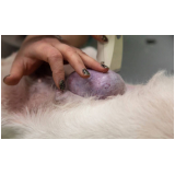 oncologia felina marcar LAGOINHA