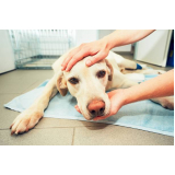 oncologista para cachorro marcar ESTRELA DO ORIENTE