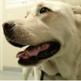 oncologista para cães agendar BONFIN