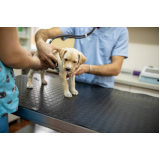 onde agendar gastroenterologista para cães FUNCIONARIOS