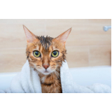 onde marcar banho e tosa em gatos Moeda