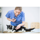 onde marcar consulta veterinario gato ERMELINDA