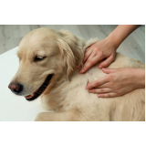 onde marcar dermatologista para cachorro BURITIS