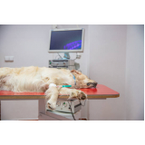 onde marcar endoscopia canina Sarzedo