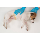 onde marcar gastroenterologista para cães INCONFIDENCIA
