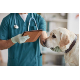 onde marcar medico veterinario endocrinologista Belo Horizonte