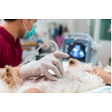 onde marcar ultrassom abdominal em cães SERRANO