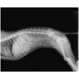 raio x digital veterinario Nova Lima