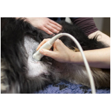 ultrassom abdominal em cães JARDIM LEBLOM