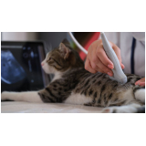 ultrassom abdominal em gatos marcar LOURDES
