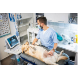 ultrassom para cachorro marcar Ibirité